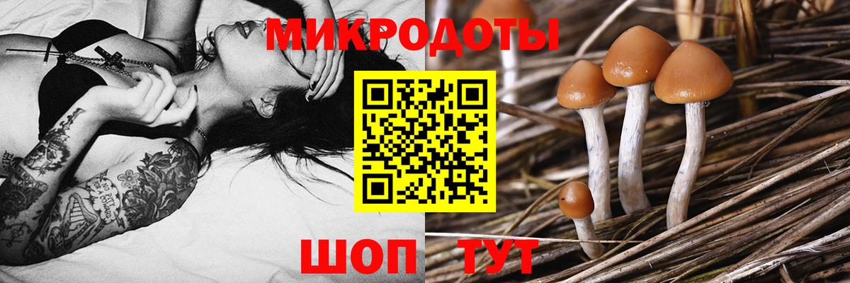 Альметьевск  Галлюциногенные грибы Psilocybe  Вход с VPN 